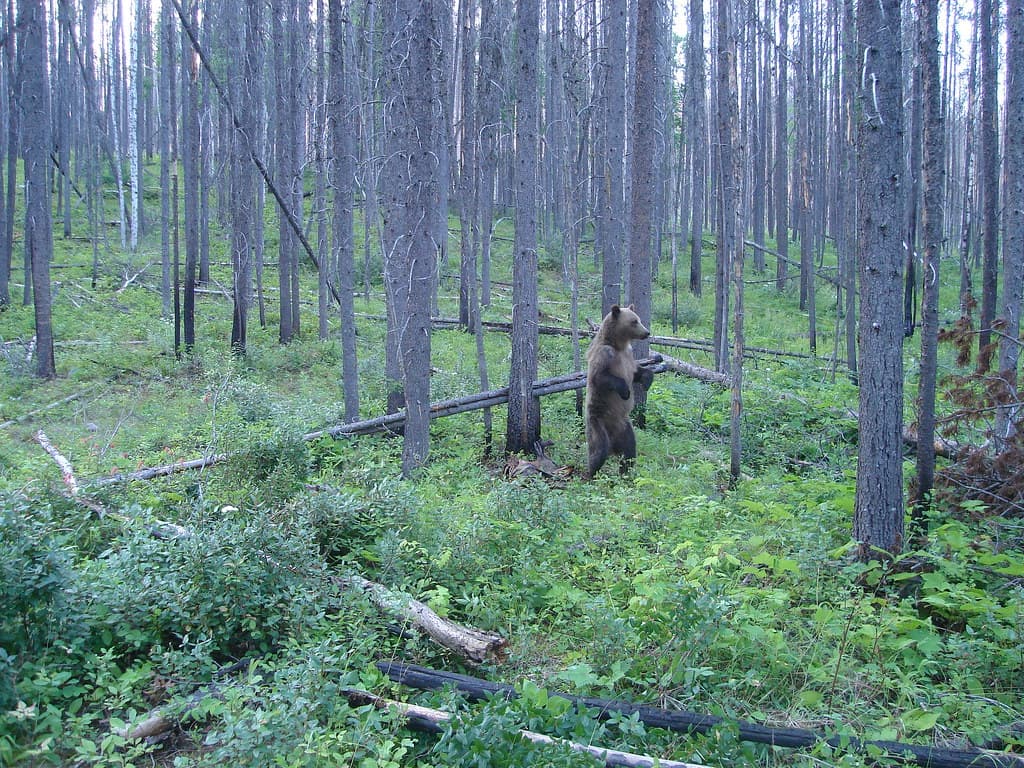 Grizzly bear rubbing on a tree (Northern Divide Grizzly Bear Project)