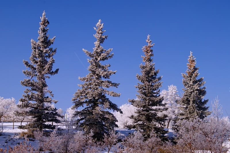 Trees