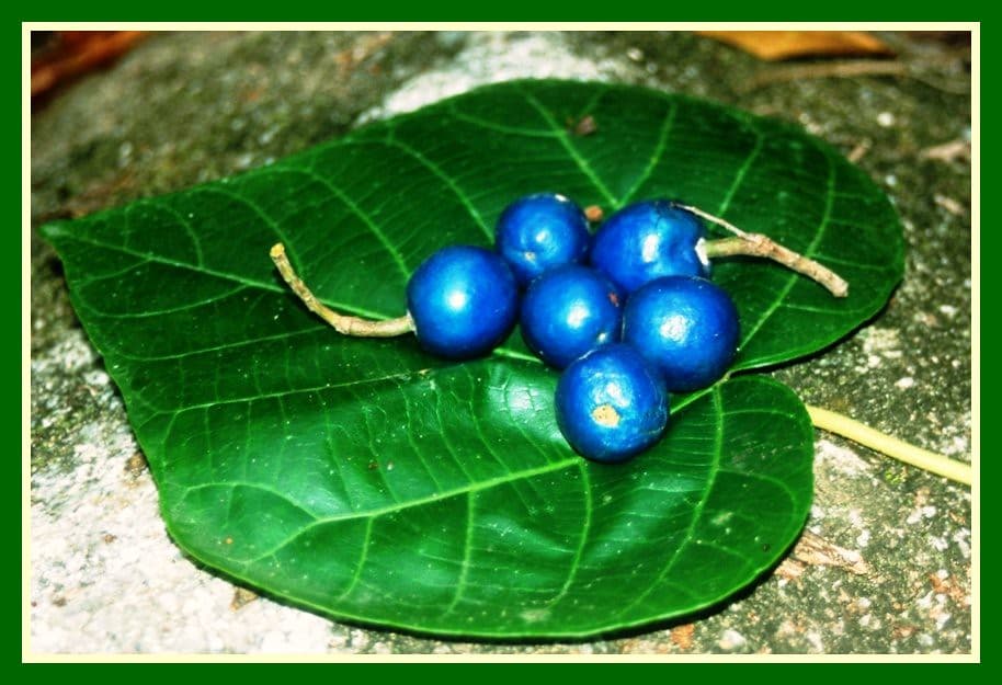Rainforest Food, Blue Nun Berries, Australia