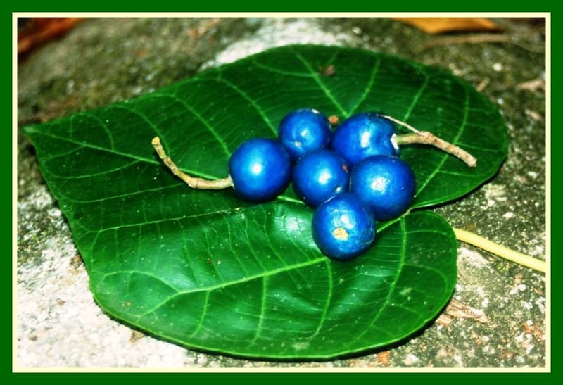 Rainforest Food, Blue Nun Berries, Australia