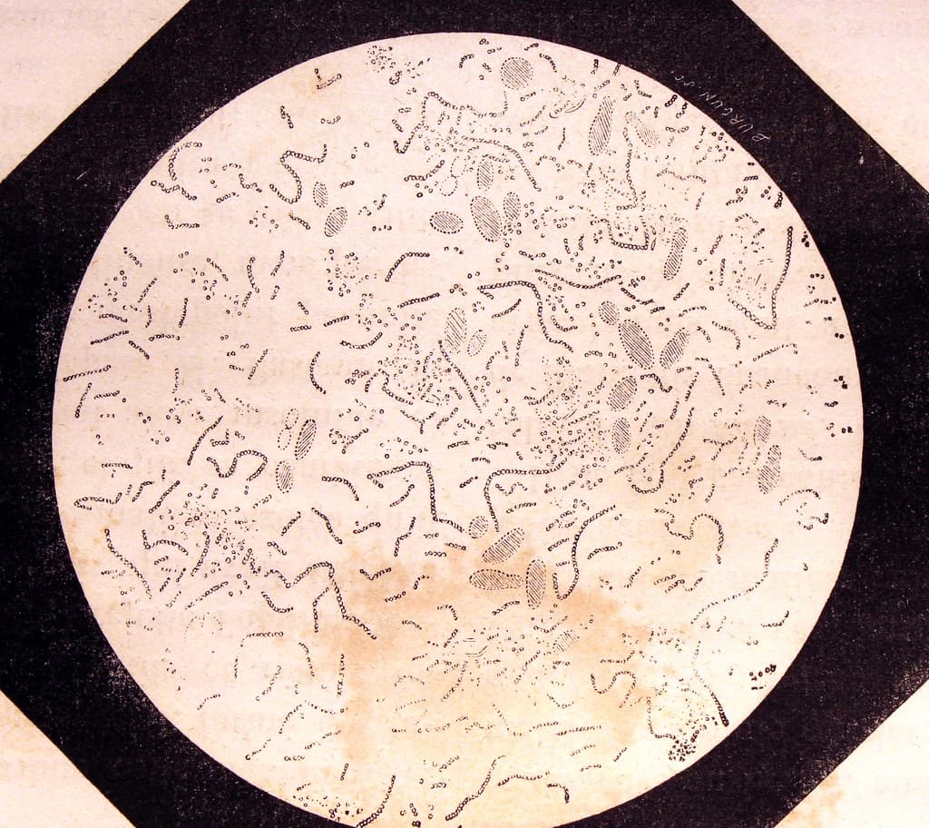 'Vin affecté de la maladie de la graisse, vu au microscope'.