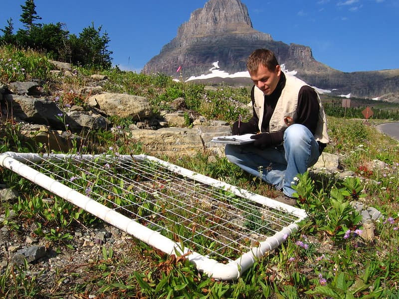 Monitoring alpine vegetation at Logan Pass
