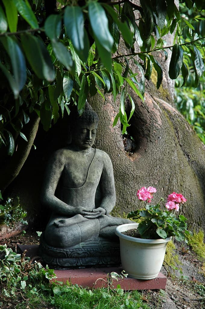 Stavene, buddha, flower