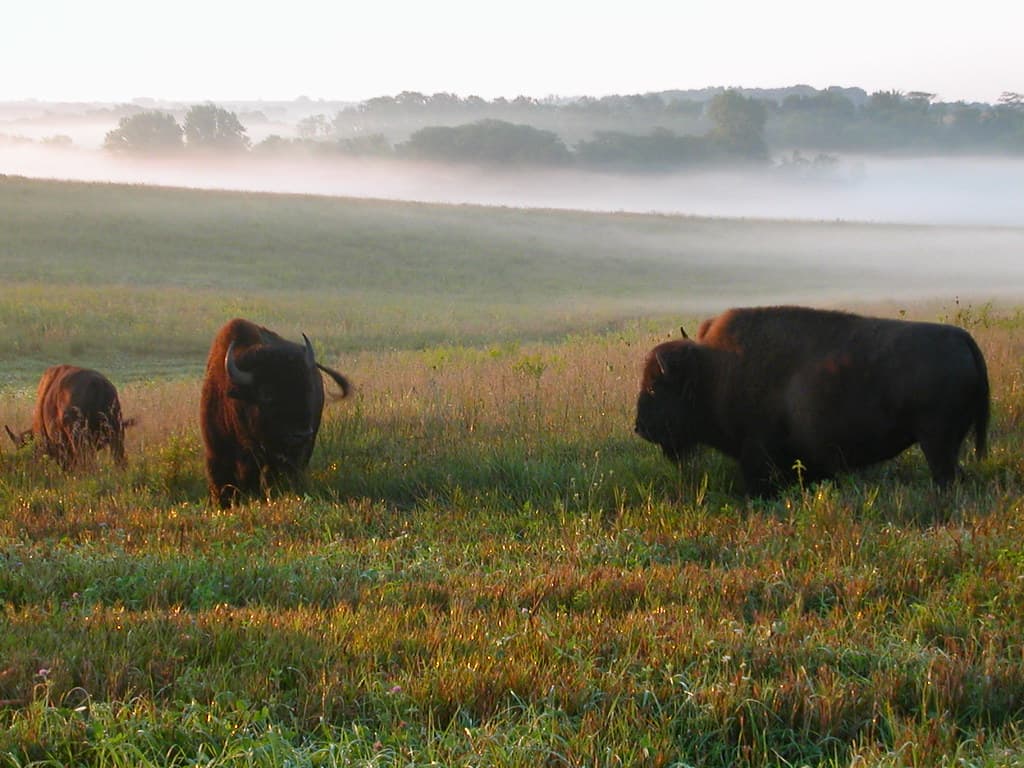 Bison roam the fields at Neal Smith National Wildlife Refuge