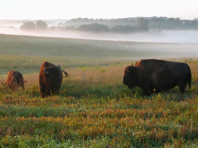 Bison roam the fields at Neal Smith National Wildlife Refuge