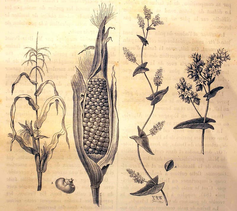 'Épi et fruit de maïs, Tige et fleur de sarrasin'.