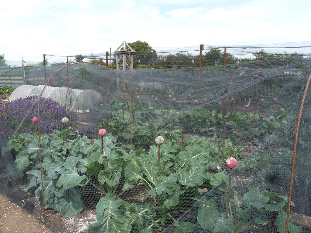 Lower Lovetts Farm organic kitchen garden (9)