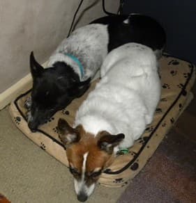 Scout and Rachel under my computer desk