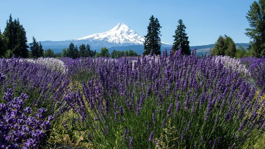 Lavender Valley, Mt. Hood, Oregon