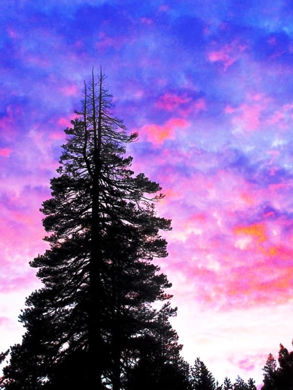 Pink Sky Pine Tree, Lake Tahoe