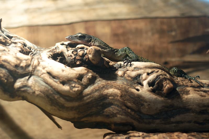 Peach throat monitor