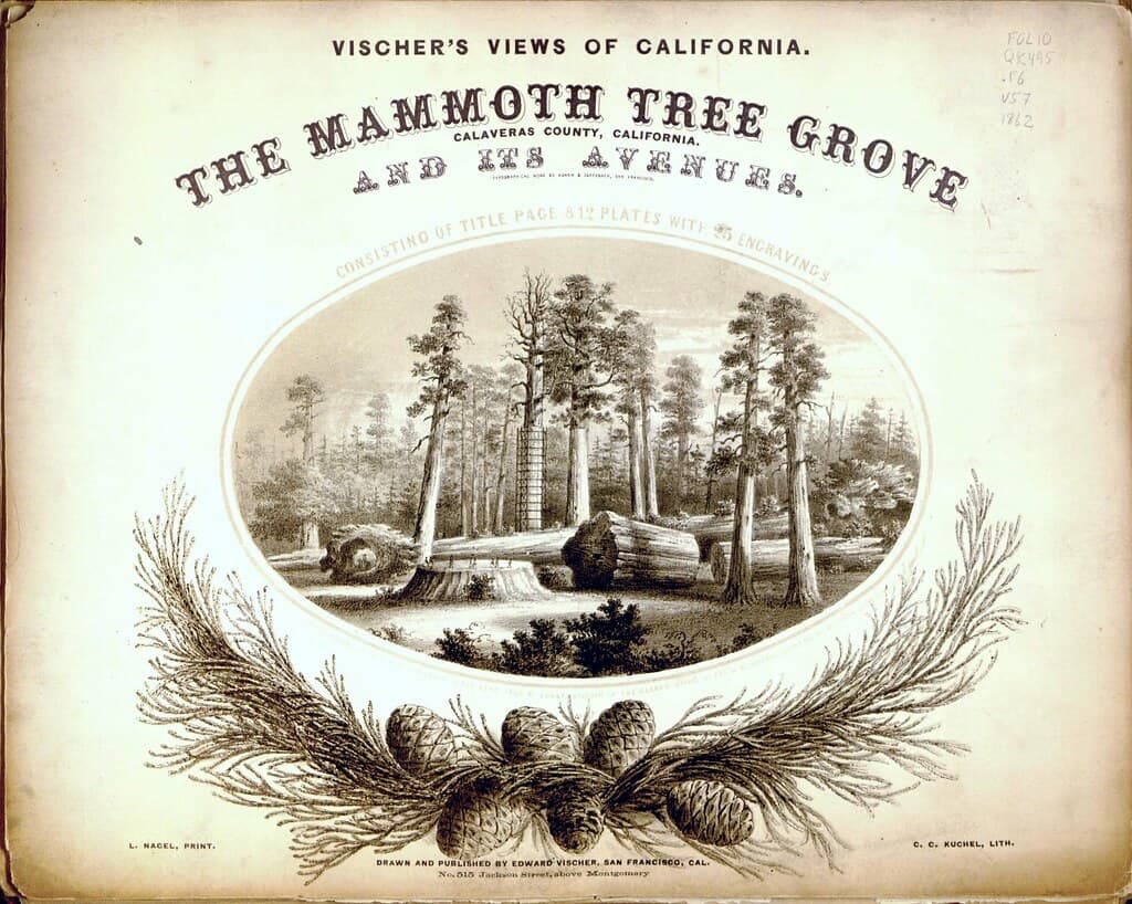 The Mammoth Tree Grove