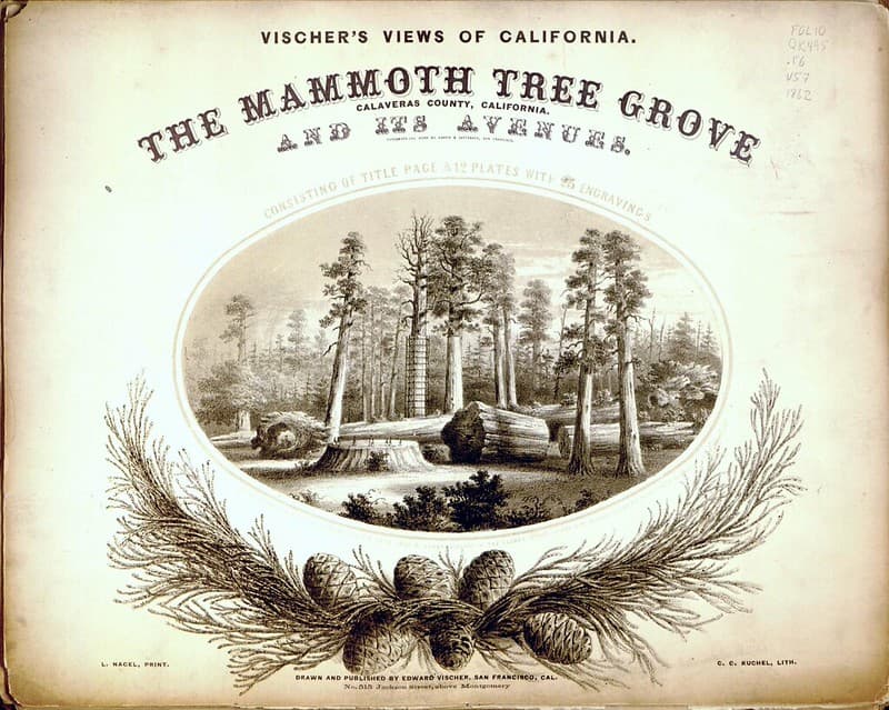 The Mammoth Tree Grove