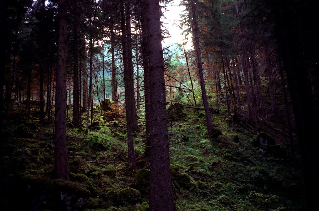 Forest