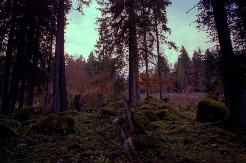 Forest