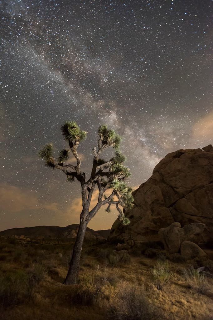 Night sky of Joshua Tree National Park