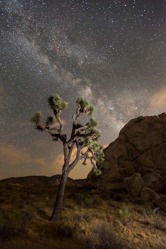 Night sky of Joshua Tree National Park