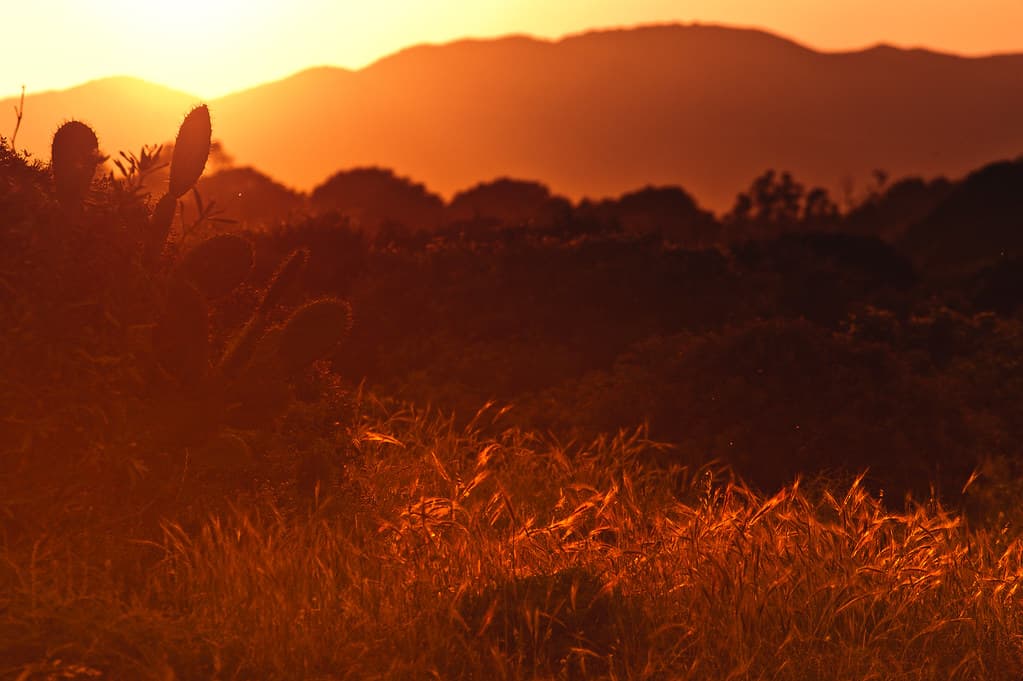 Cactus in Field at Sunset