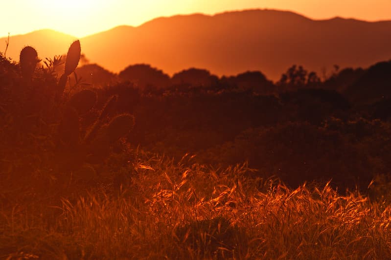 Cactus in Field at Sunset
