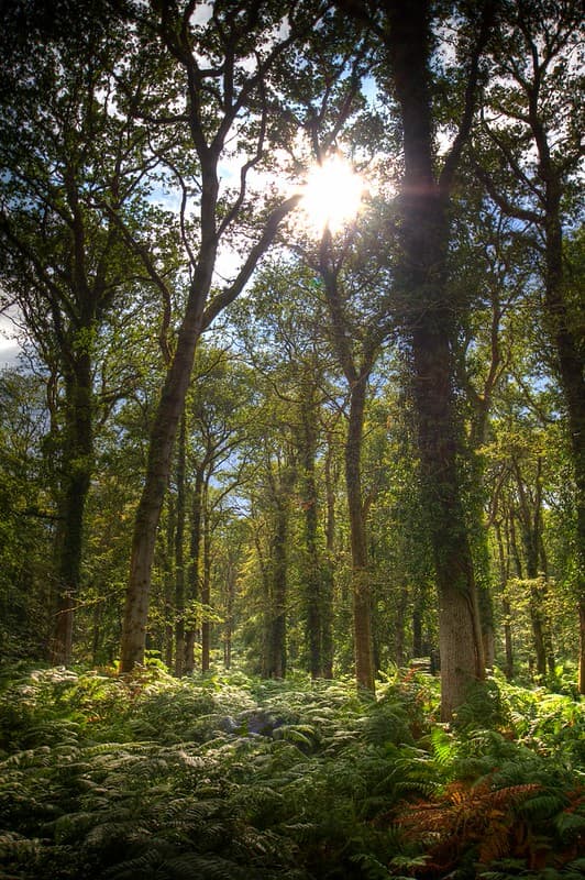 New Forest