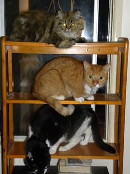 Cat-alogue of Cats