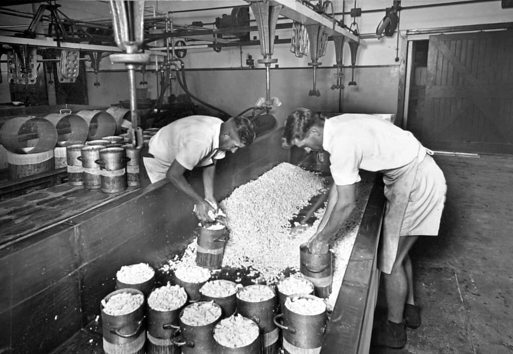 Cheese, cheesefactory, curd