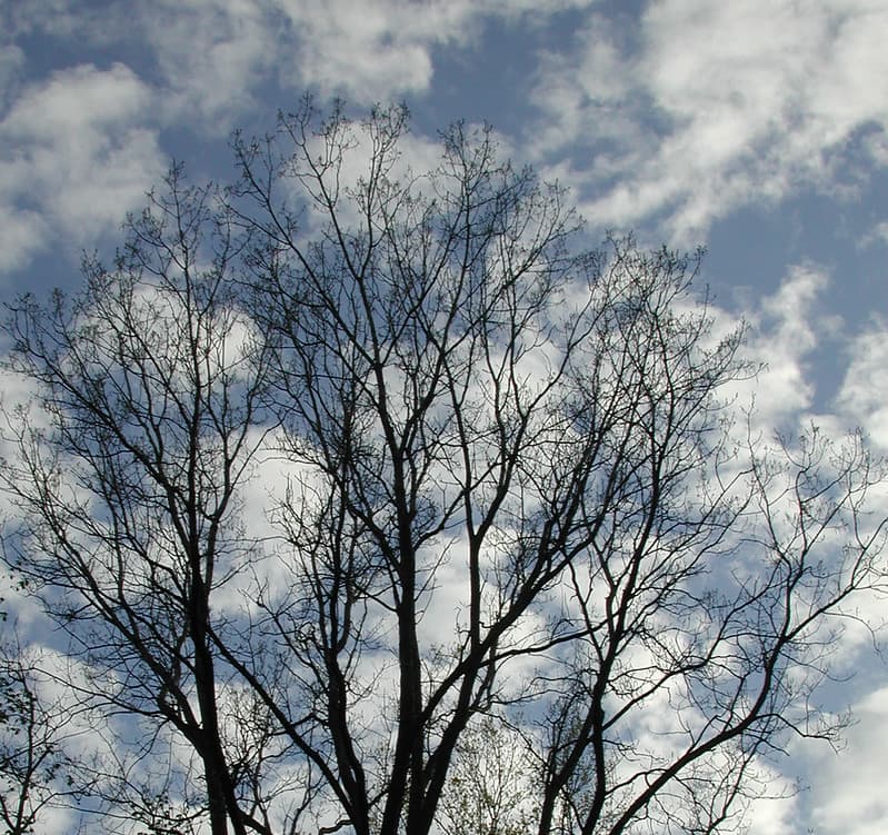 Cloud tree