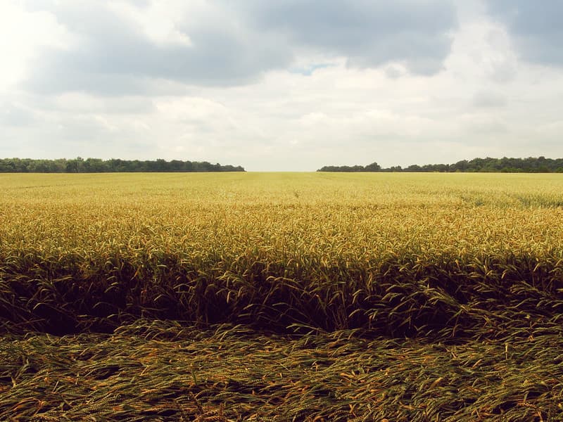 Wheat Field