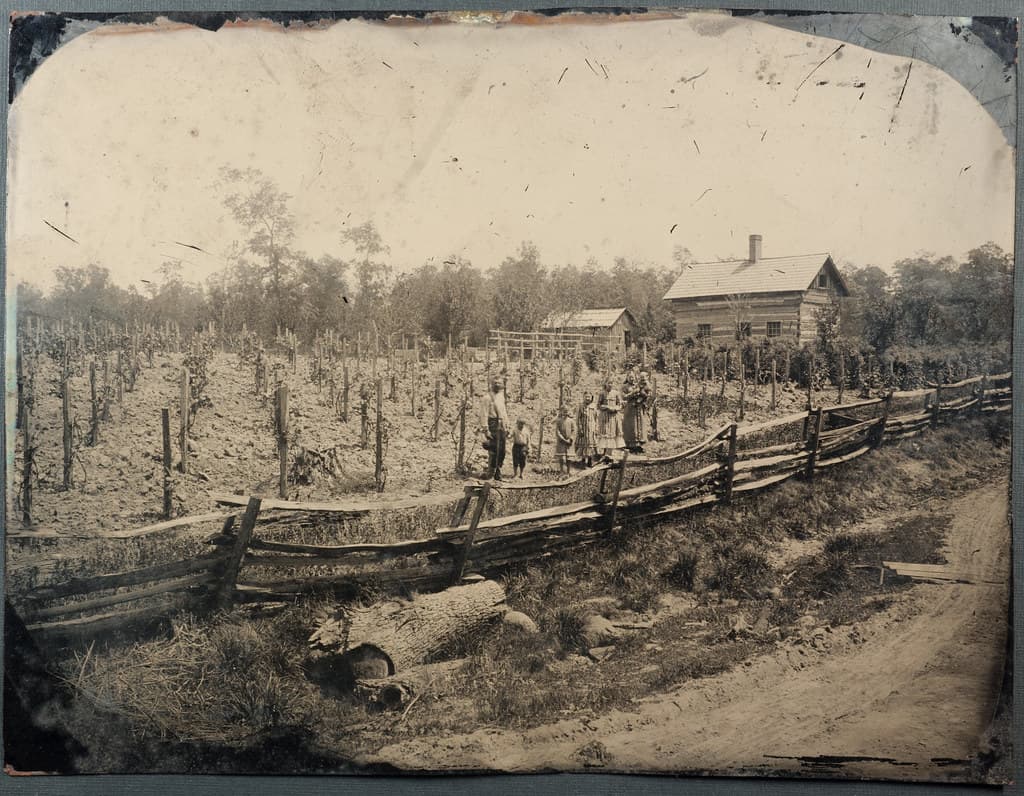 Mystery whole-plate tintype - mid-western American vineyard?