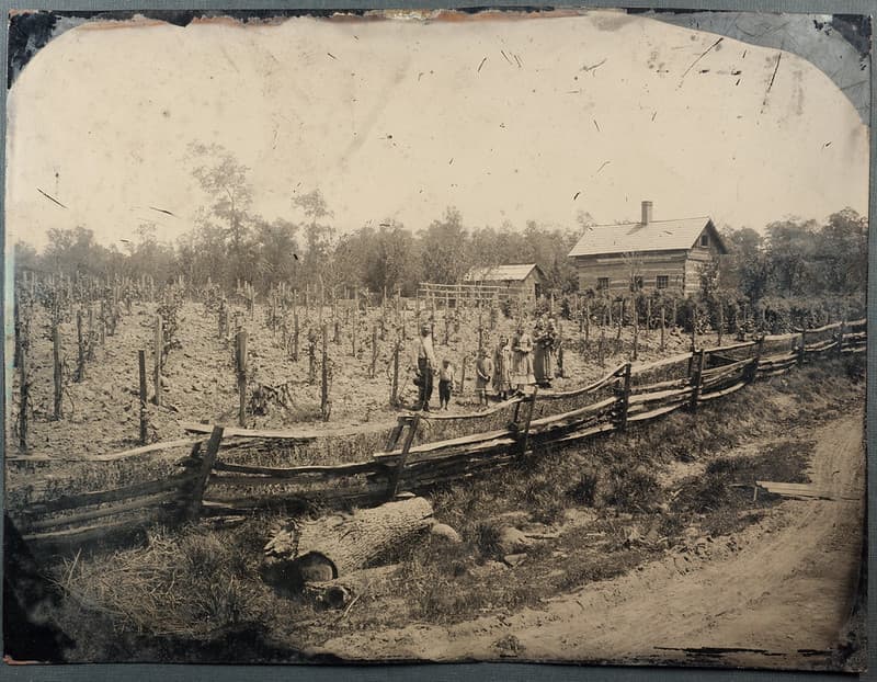 Mystery whole-plate tintype - mid-western American vineyard?