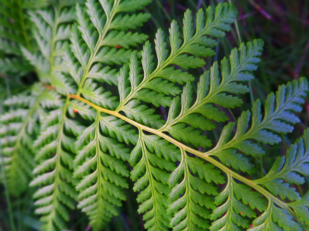 Beautiful fern