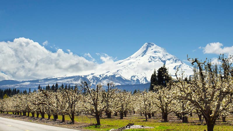 Hood River Valley Orchards, Oregon