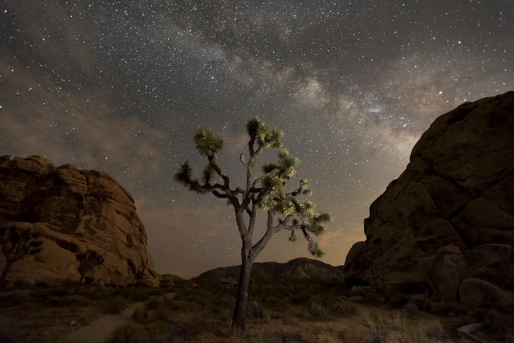 Night sky of Joshua Tree National Park