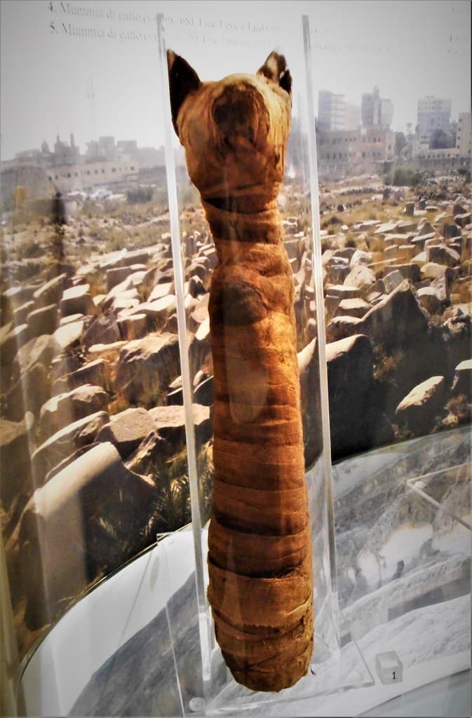 Cat, egypt, italy