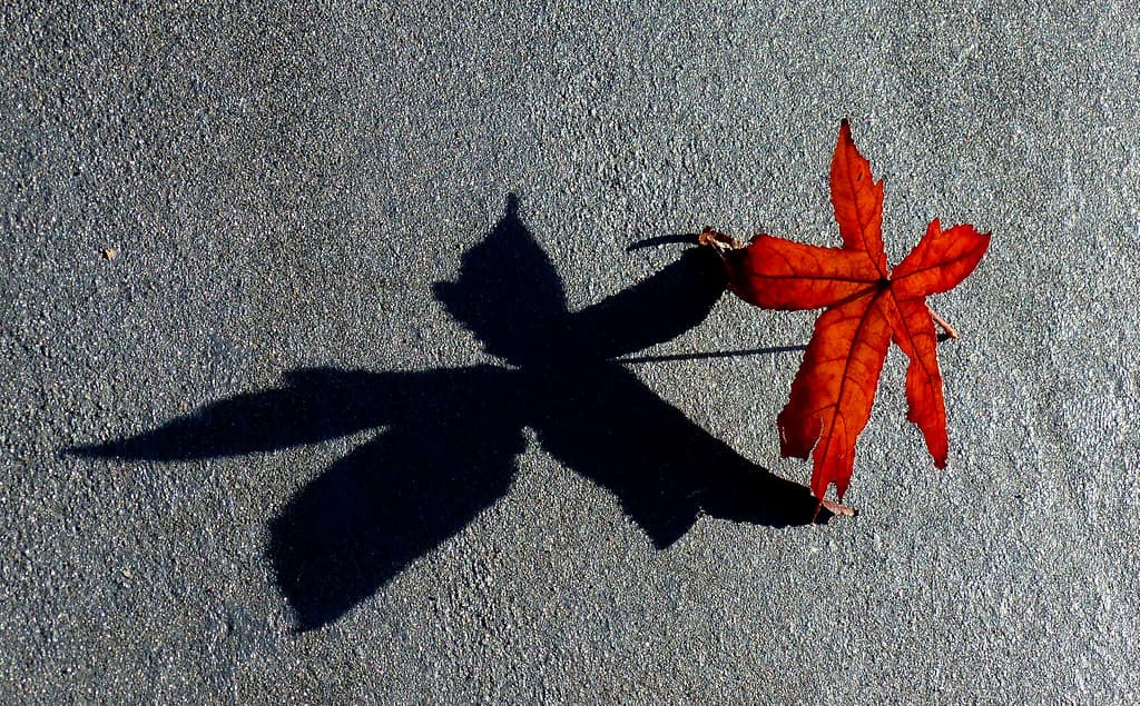 Shadow dancer..