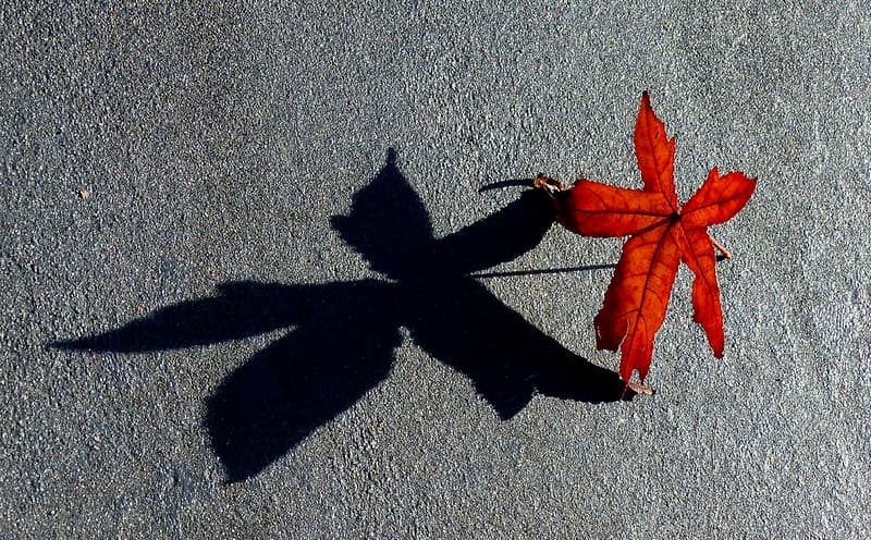 Shadow dancer..