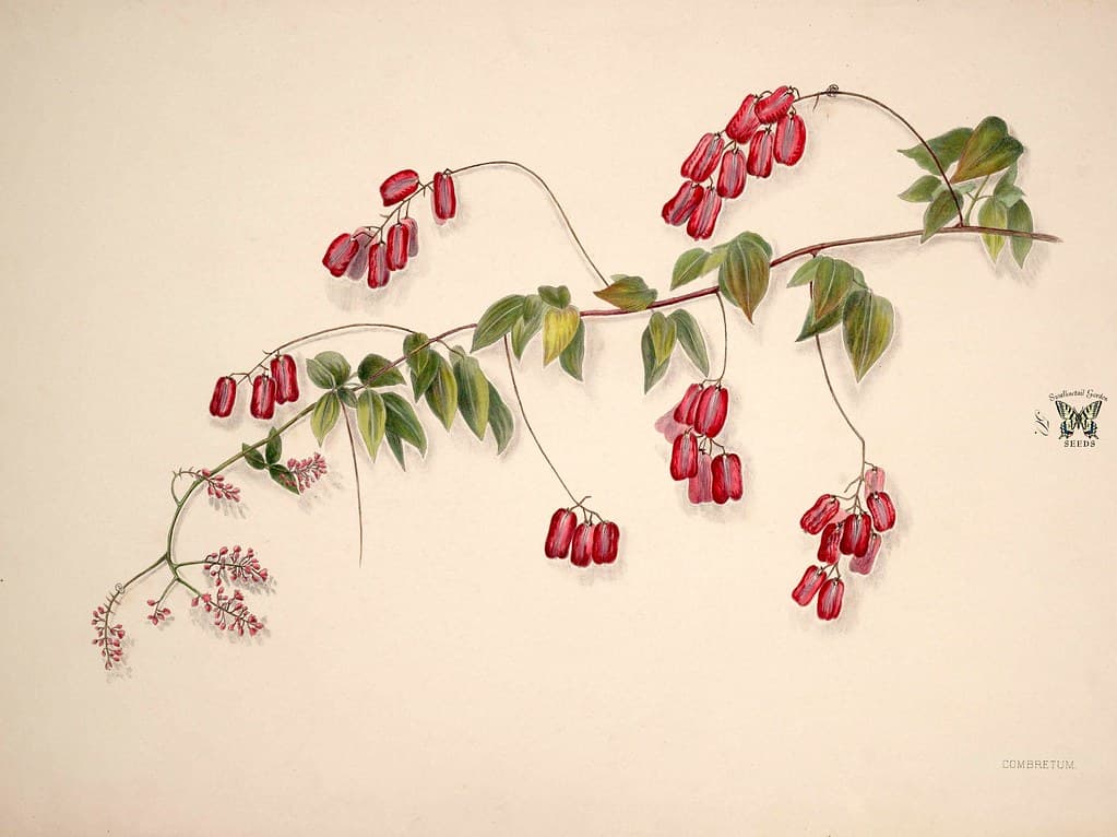Thcentury, botany, brazilianflowers