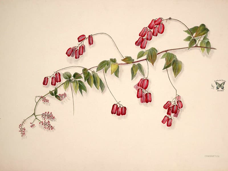 Thcentury, botany, brazilianflowers