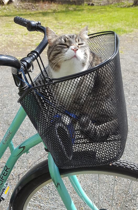 'I want to ride my bicycle..'