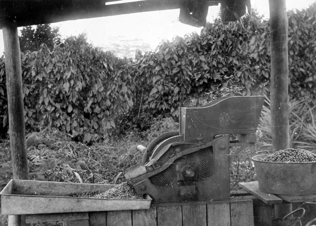 Coffee at Buderim, c 1930