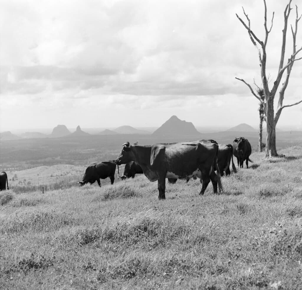 Cattle farm near Glass House Mountains, December 1970