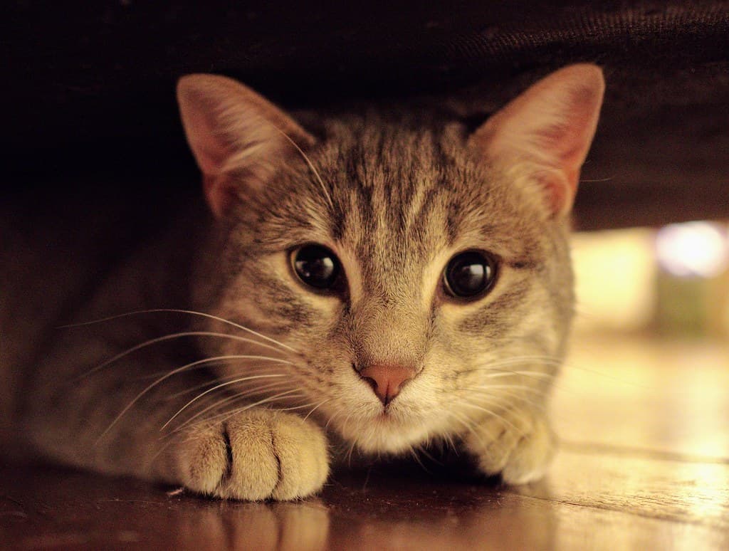 Grey cute cat hd wallpaper