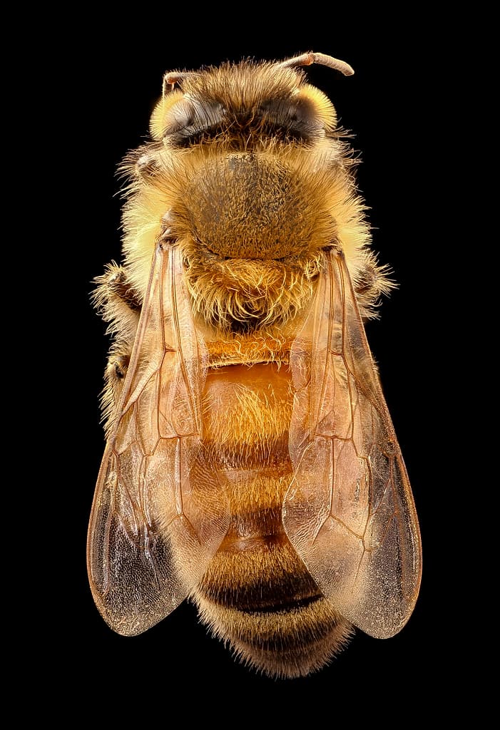 Apis mellifera, light body, back, beltsville, md 2017-05-26-15.12