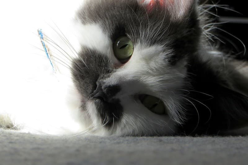 Hot Cat!
