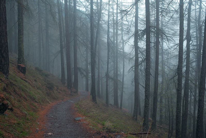 Trail in Forest Covered in Fog