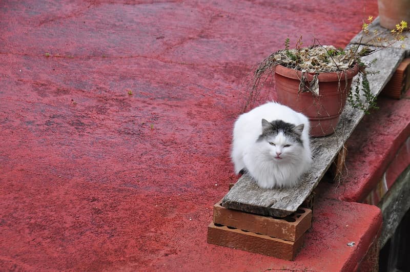 White cat
