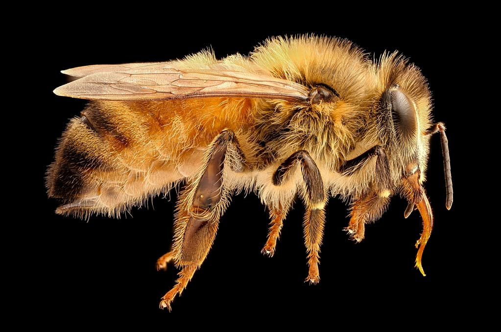 Apis mellifera, light body, side, beltsville, md 2017-05-26-15.27