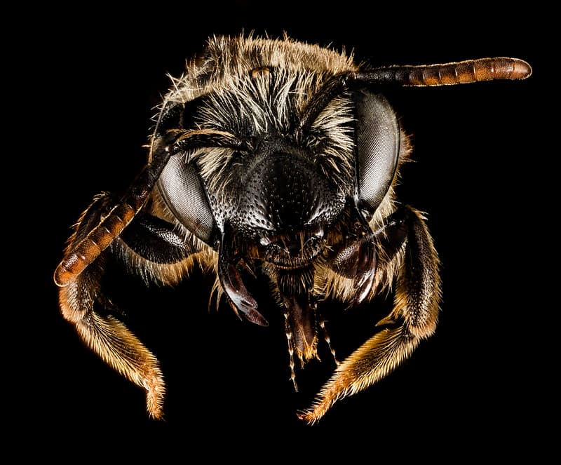Andrenahybida, bee, bees