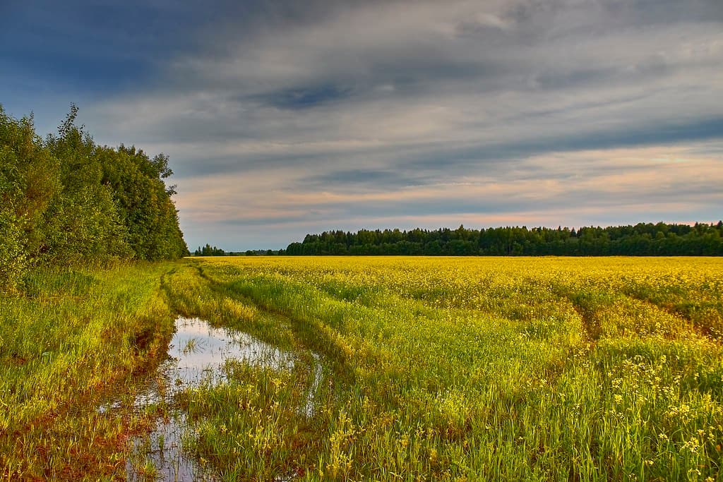 Evening on the field