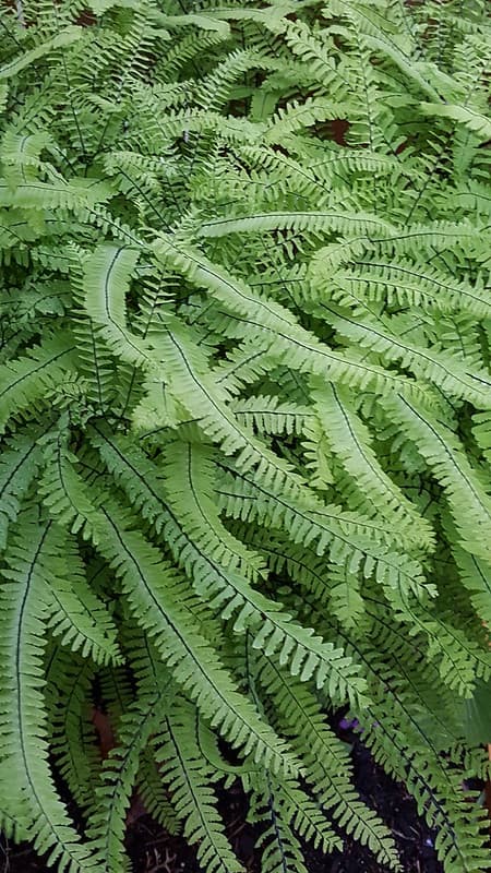 Fern